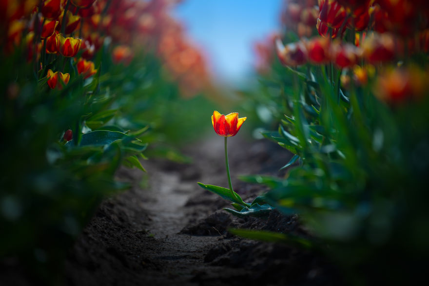 Amazing Footage Of The Dutch Tulips