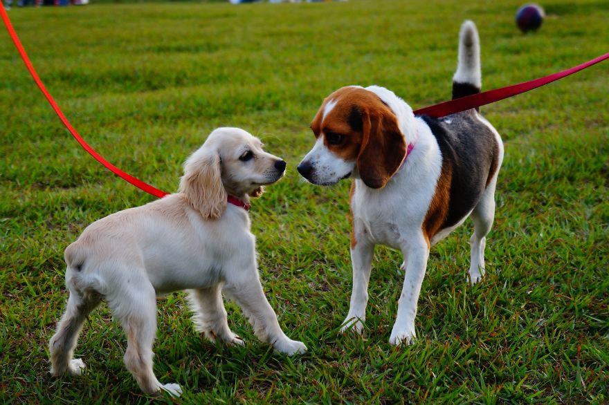 5 Things You Shouldn’t Do At Any Dog Park 5 Things You Shouldn’t Do At Any Dog Park