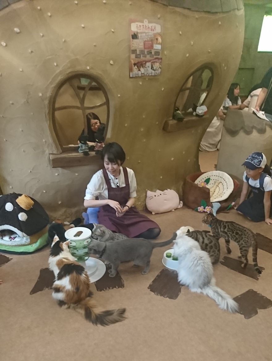 5 Crazy Cool Concept Cafes Not To Be Missed In Tokyo!!