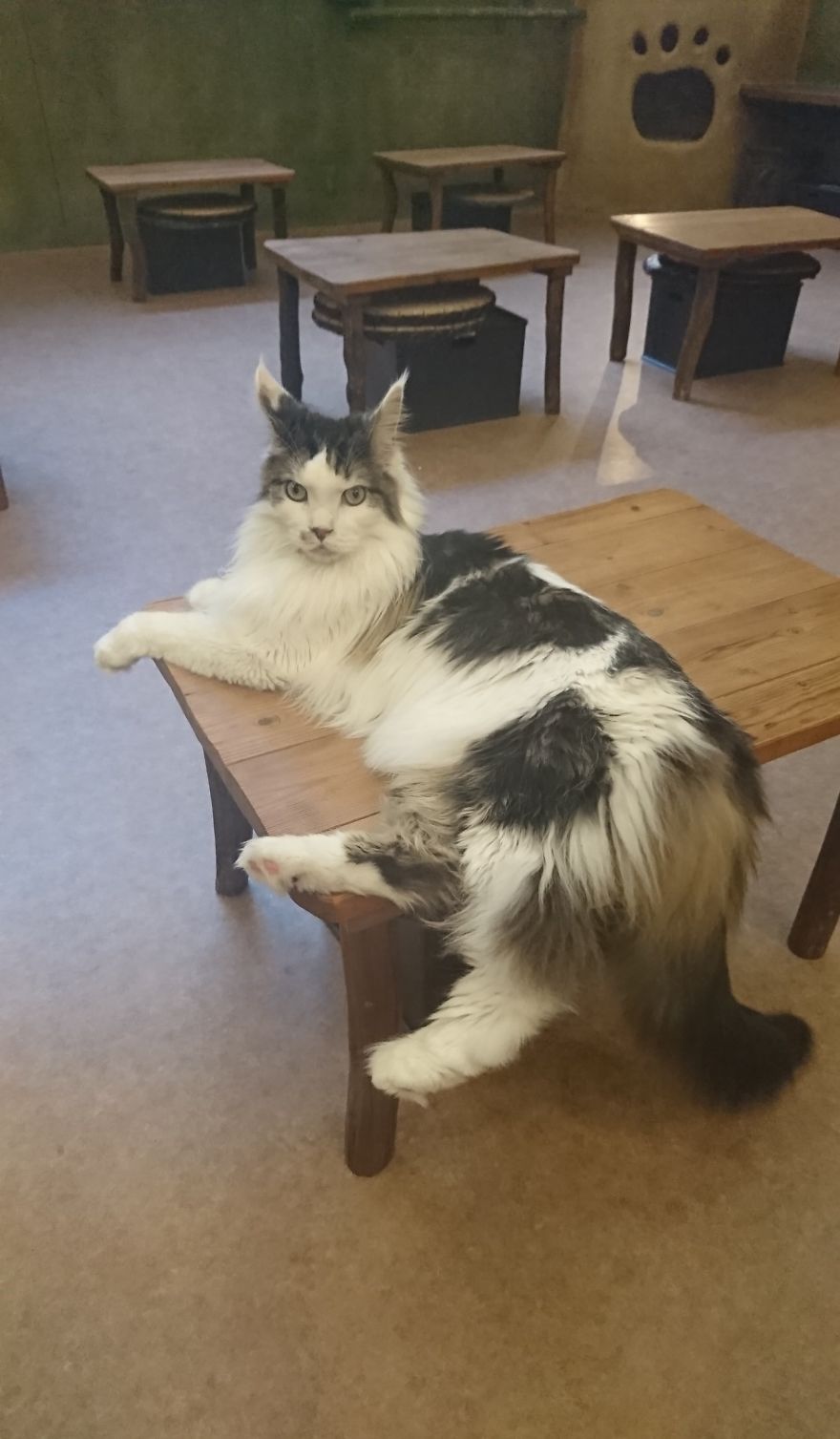 5 Crazy Cool Concept Cafes Not To Be Missed In Tokyo!! 5 Crazy Cool Concept Cafes Not To Be Missed In Tokyo!!