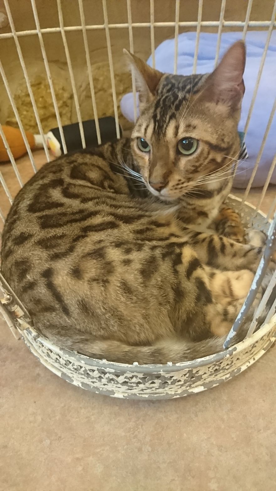 5 Crazy Cool Concept Cafes Not To Be Missed In Tokyo!! 5 Crazy Cool Concept Cafes Not To Be Missed In Tokyo!!