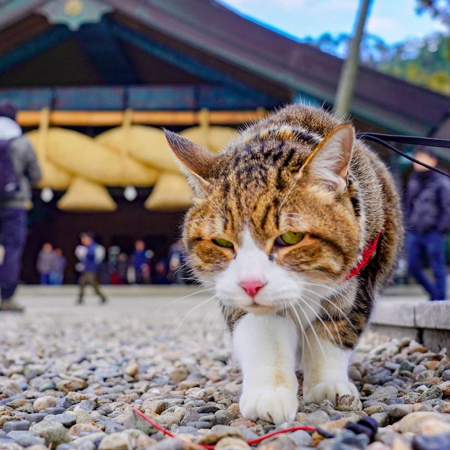 This Man Travels All Over Japan With His Two Kittens And The Images Of His Instagram Are Purrrfect