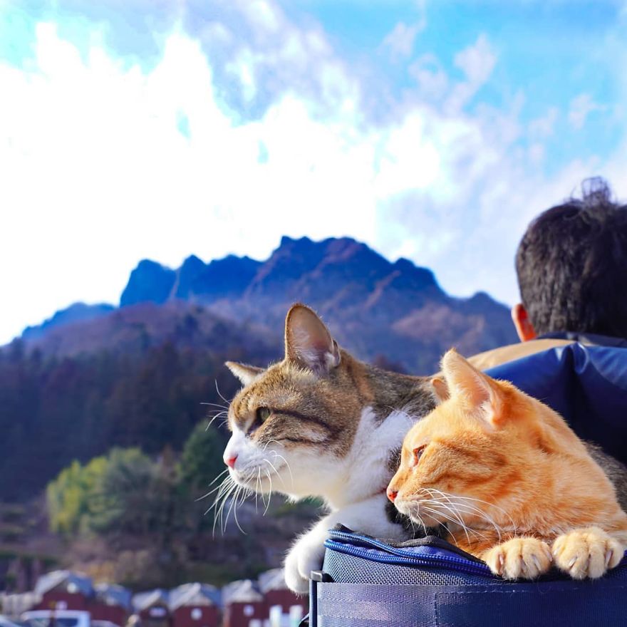 This Man Travels All Over Japan With His Two Kittens And The Images Of His Instagram Are Purrrfect