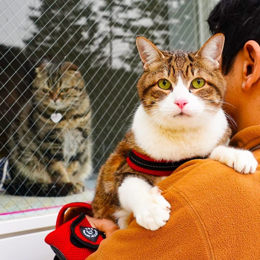 This Man Travels All Over Japan With His Two Kittens And The Images Of His Instagram Are Purrrfect