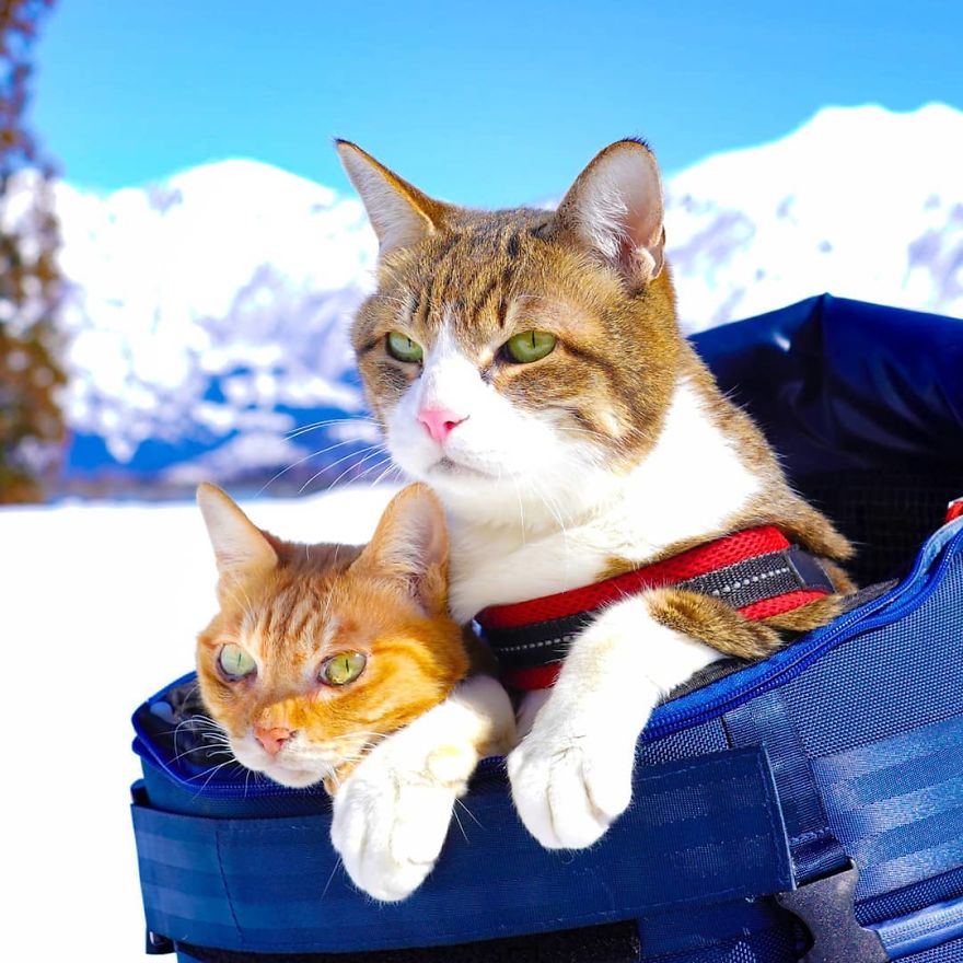 This Man Travels All Over Japan With His Two Kittens And The Images Of His Instagram Are Purrrfect