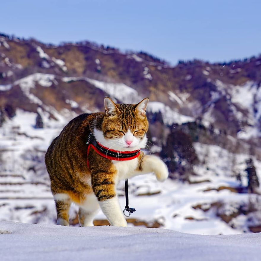 This Man Travels All Over Japan With His Two Kittens And The Images Of His Instagram Are Purrrfect