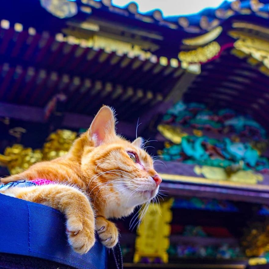 This Man Travels All Over Japan With His Two Kittens And The Images Of His Instagram Are Purrrfect