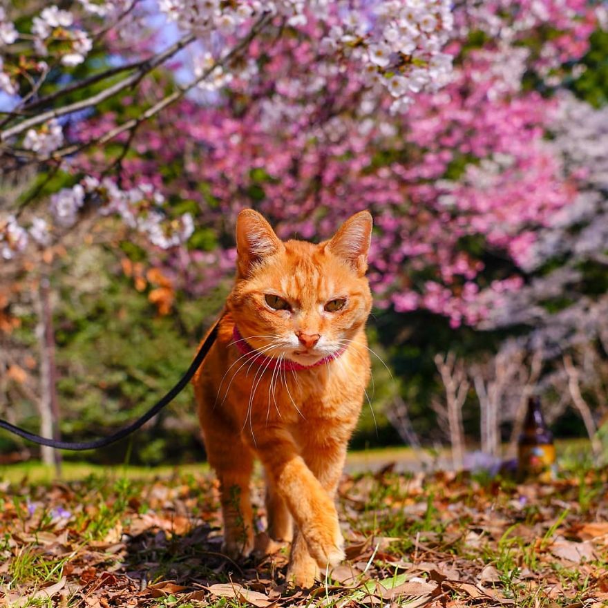 This Man Travels All Over Japan With His Two Kittens And The Images Of His Instagram Are Purrrfect