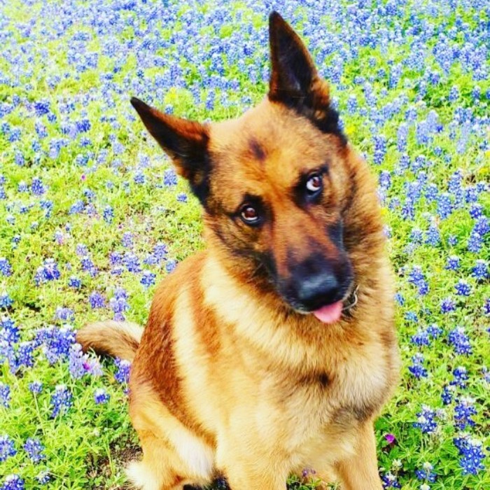 Police-Pics-Back-The-Blue-Bonnets-Texas