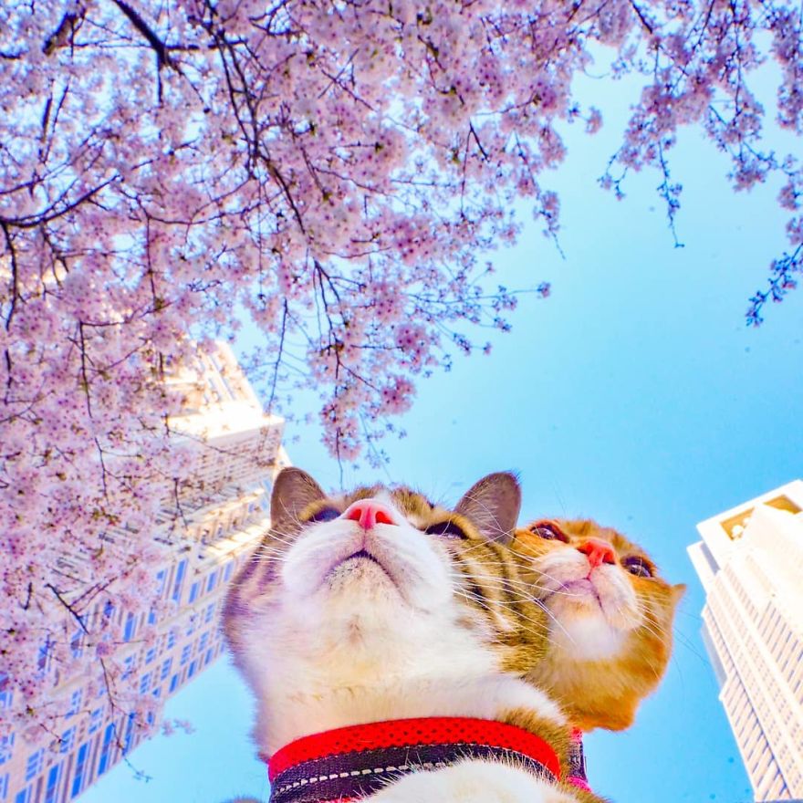 This Man Travels All Over Japan With His Two Kittens And The Images Of His Instagram Are Purrrfect