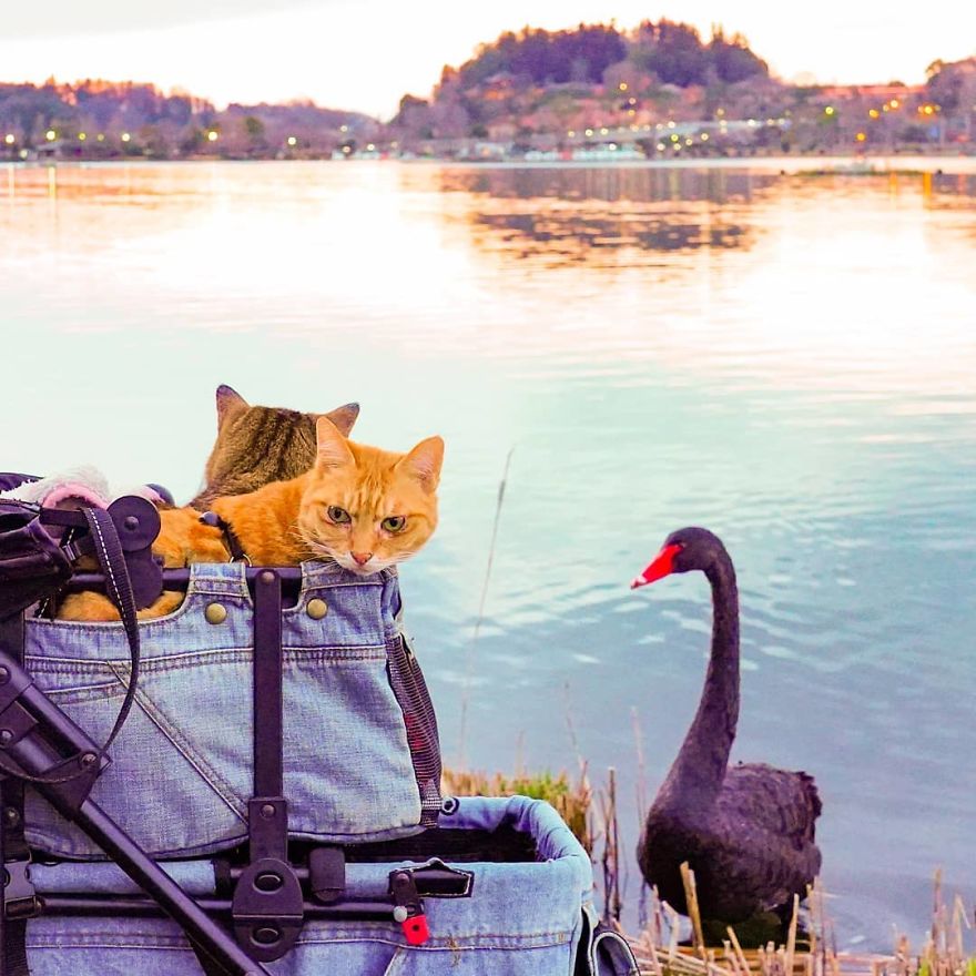 This Man Travels All Over Japan With His Two Kittens And The Images Of His Instagram Are Purrrfect