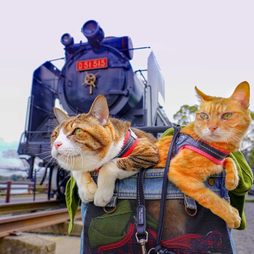 This Man Travels All Over Japan With His Two Kittens And The Images Of His Instagram Are Purrrfect