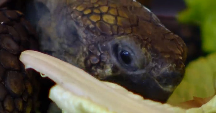 Woman Received A Pet Tortoise For Her 10th Birthday And They've Been Together For 56 Years