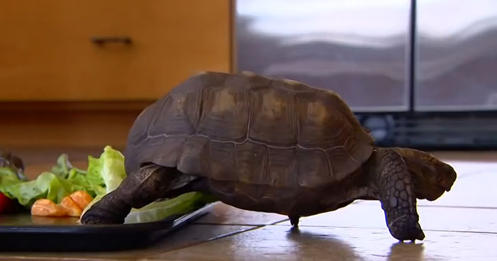 Woman Received A Pet Tortoise For Her 10th Birthday And They've Been Together For 56 Years Woman Received A Pet Tortoise For Her 10th Birthday And They've Been Together For 56 Years
