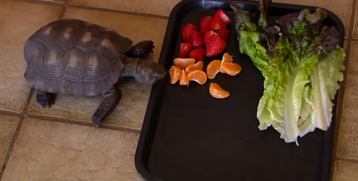 Woman Received A Pet Tortoise For Her 10th Birthday And They've Been Together For 56 Years Woman Received A Pet Tortoise For Her 10th Birthday And They've Been Together For 56 Years