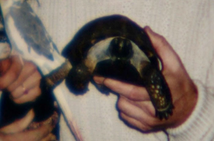 Woman Received A Pet Tortoise For Her 10th Birthday And They've Been Together For 56 Years