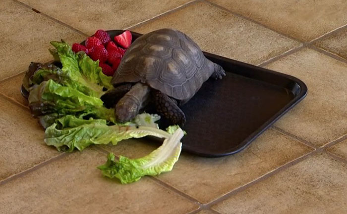 Woman Received A Pet Tortoise For Her 10th Birthday And They've Been Together For 56 Years