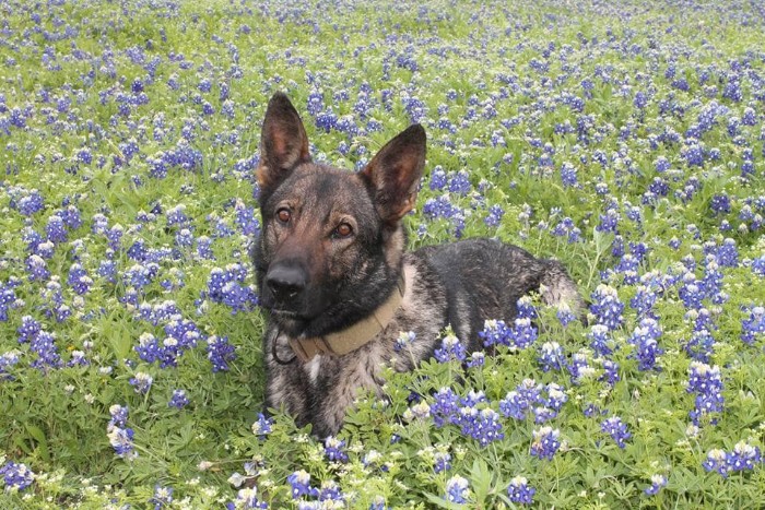 Police-Pics-Back-The-Blue-Bonnets-Texas