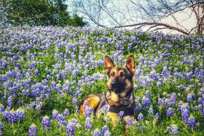 Police-Pics-Back-The-Blue-Bonnets-Texas