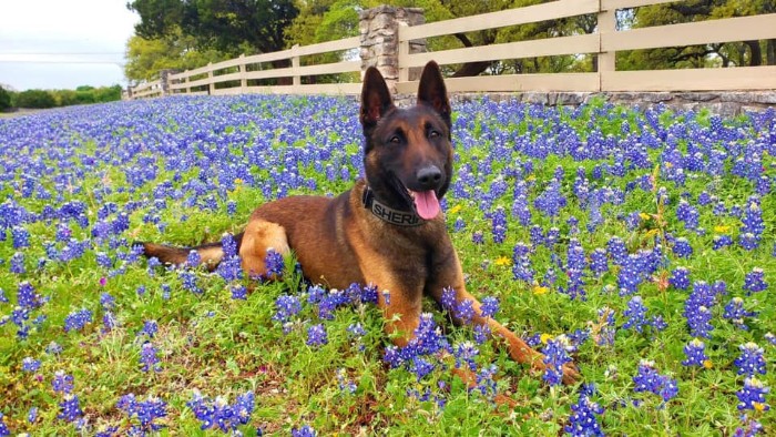Police-Pics-Back-The-Blue-Bonnets-Texas
