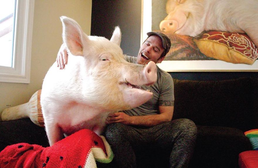 Couple Thinks They Adopted A Mini-Pig, Keeps Her As A Pet Even After It Grows To Be 650 Lbs Couple Thinks They Adopted A Mini-Pig, Keeps Her As A Pet Even After It Grows To Be 650 Lbs