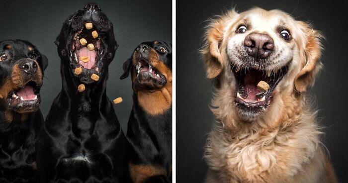 Hilarious Expressions Of Dogs Trying To Catch Treats In Mid-Air