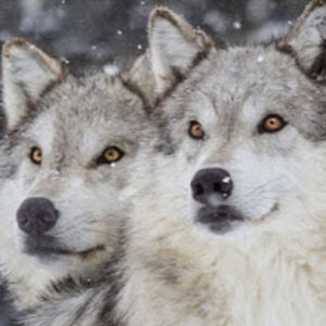 alejandrobutrn avatar