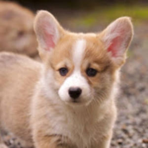 morganbeltzer-wlmstudent avatar