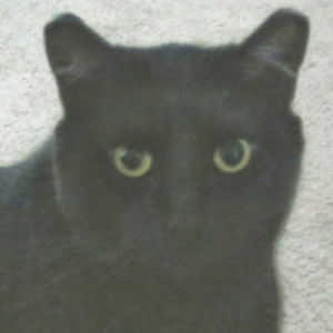 leilacinnamon avatar