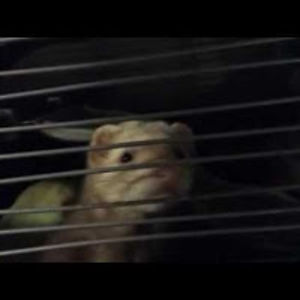 kayleejackson avatar