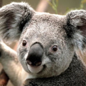 robingoldson-forgo avatar