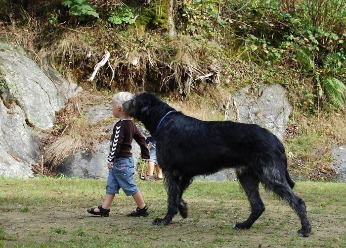 Little Brother Out Walking The Dog