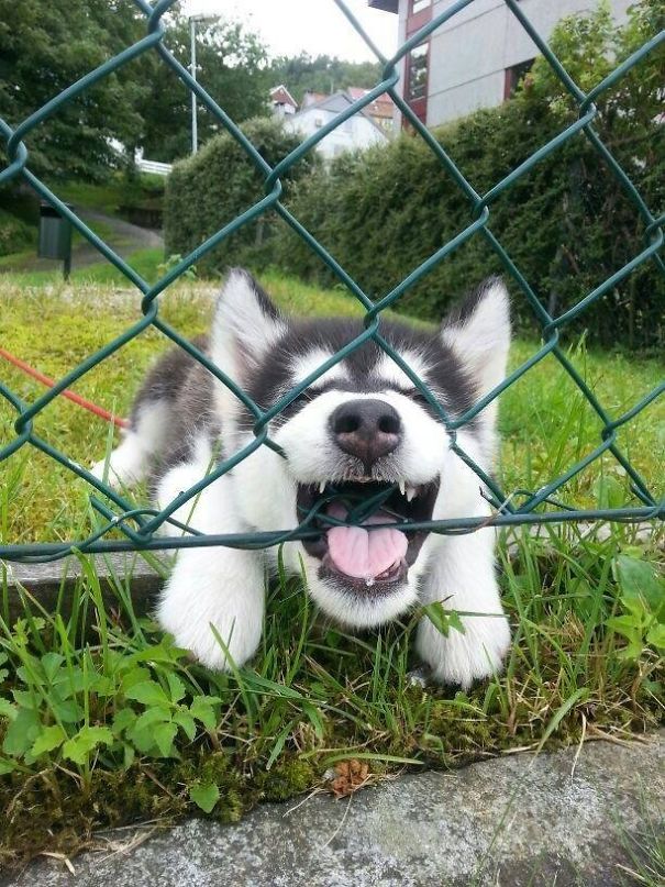 My Girlfriend's Brother Got A New Dog