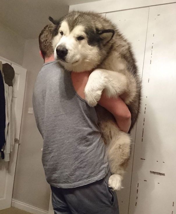 Phil The Alaskan Malamute