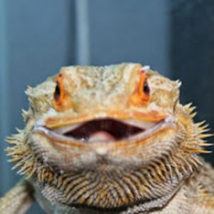 bettinajensen avatar