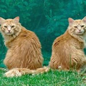 raoulvolfoni68 avatar