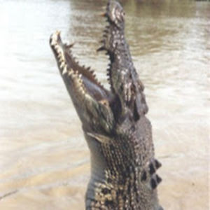 SaltWater Croc