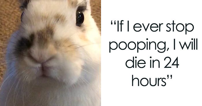 Bunny Owner Explains Why You Shouldn’t Get One Before Easter