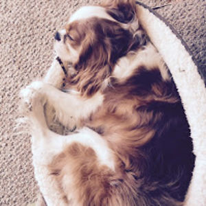 colleenhumphreys avatar