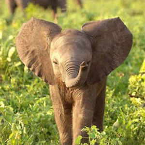 rainedickinson avatar