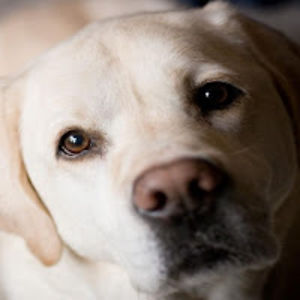 madeleineburkard avatar