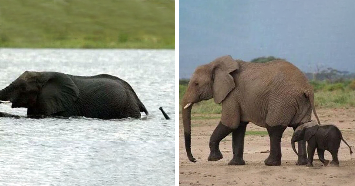 31 Baby Elephant Photos To Instantly Brighten Up Your Day