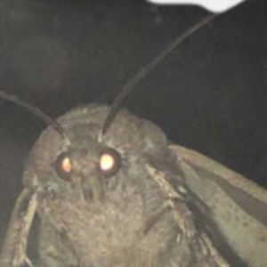 honincheta-cheeseakecheta avatar