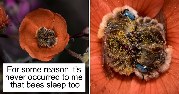 Turns Out, There’s A Bee Species That Sleep In Flowers And It’s As Cute As It SoundsTurns Out, There’s A Bee Species That Sleep In Flowers And It’s As Cute As It Sounds