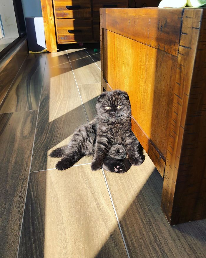 Our 12-Week-Old Scottish Fold, Potato