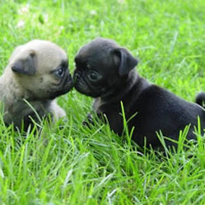 audreygbarachina avatar