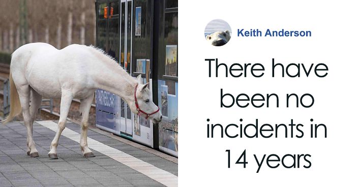 Horse Goes On A Walk Around Town Alone Every Day For 14 YearsHorse Goes On A Walk Around Town Alone Every Day For 14 Years