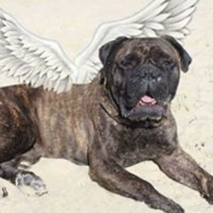 britishbulldog_fan avatar