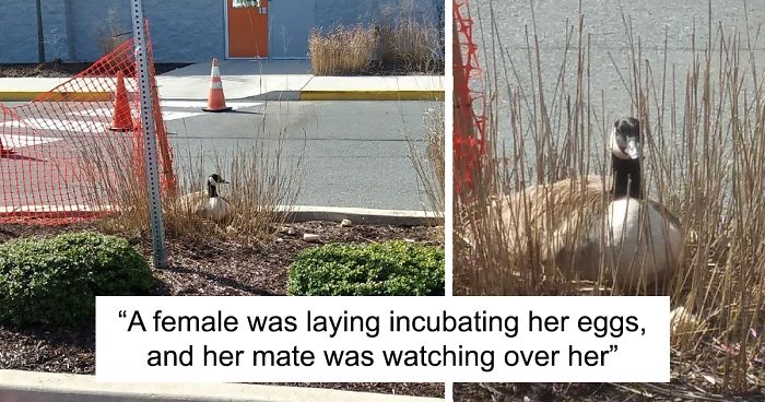 After This Geese Family Decided To Lay Eggs In Walmart’s Parking Lot, The Employees Put Traffic Cones To Protect The Family