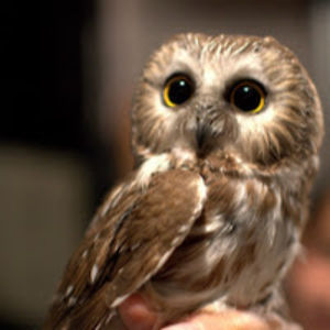 livinginlondon avatar